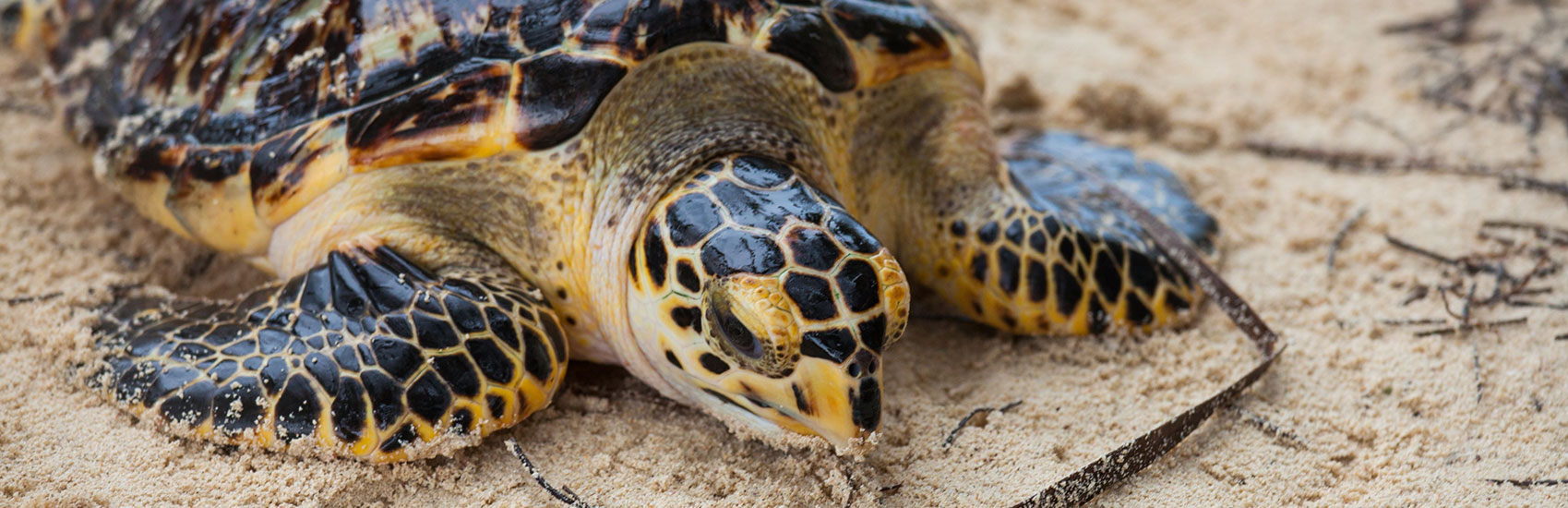 Discover Panama’s Colorful and Remote San Blas Islands with Windstar 2