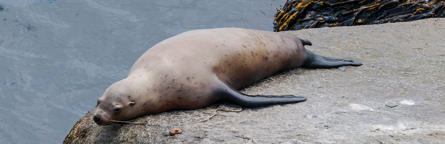 Top Wildlife to Spot on a Norwegian Cruise to Alaska 5