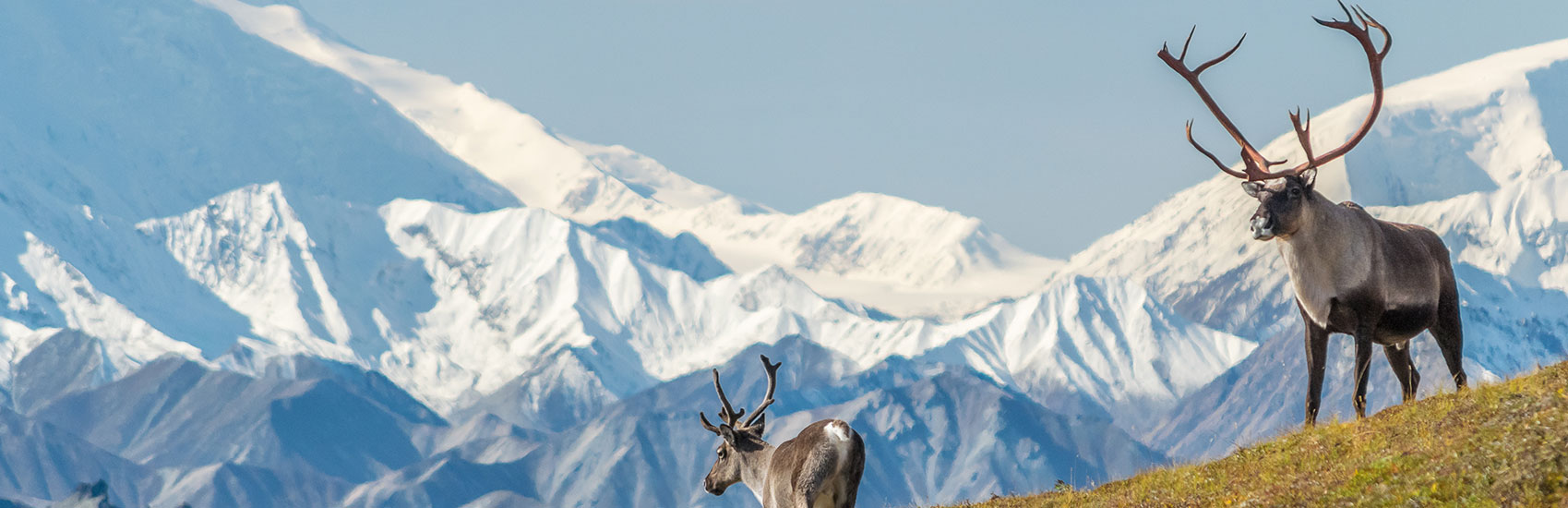 Top Wildlife to Spot on a Norwegian Cruise to Alaska 3