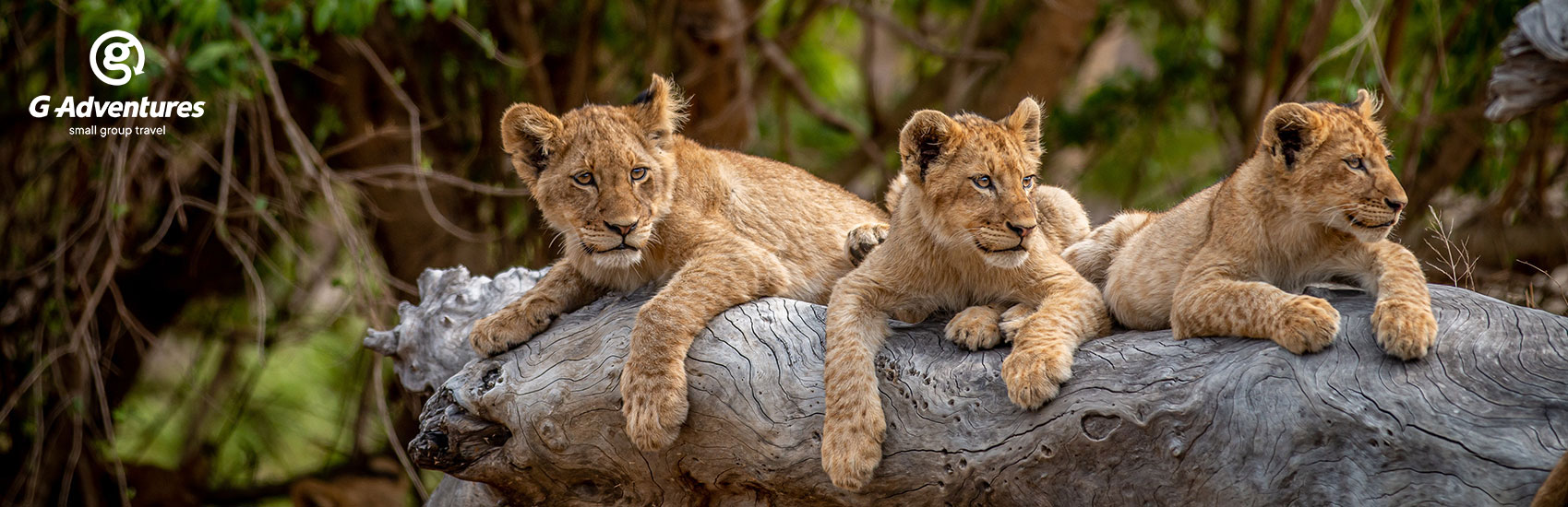ADVENTURES UNLEASHED: Explore South Africa with G Adventures 5