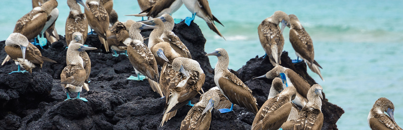 Top Things to Do in Galápagos​​