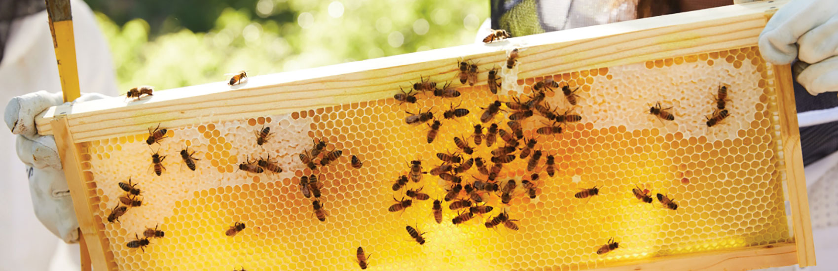 Miraval Austin Resort & Spa 1