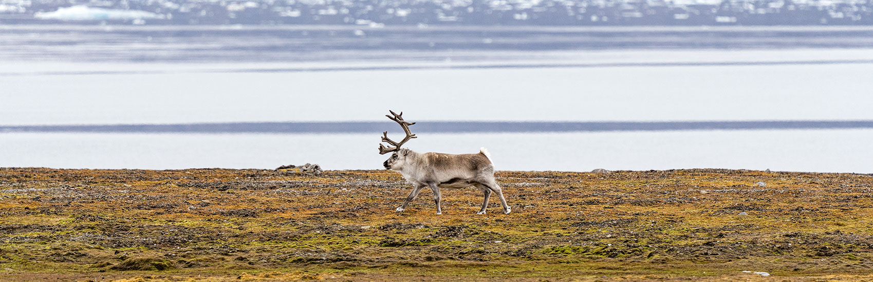 Embrace the Arctic with PONANT EXPLORATIONS 4