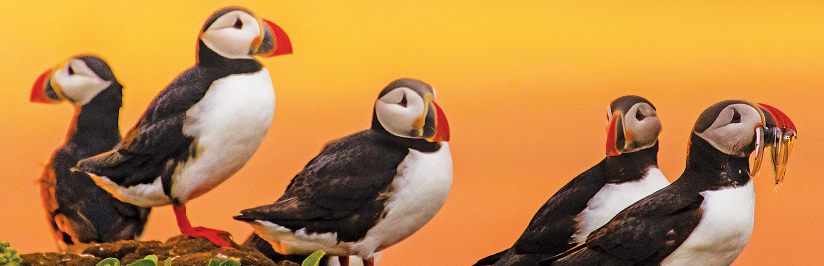 7 Immersive Activities for Young Explorers in Iceland 1