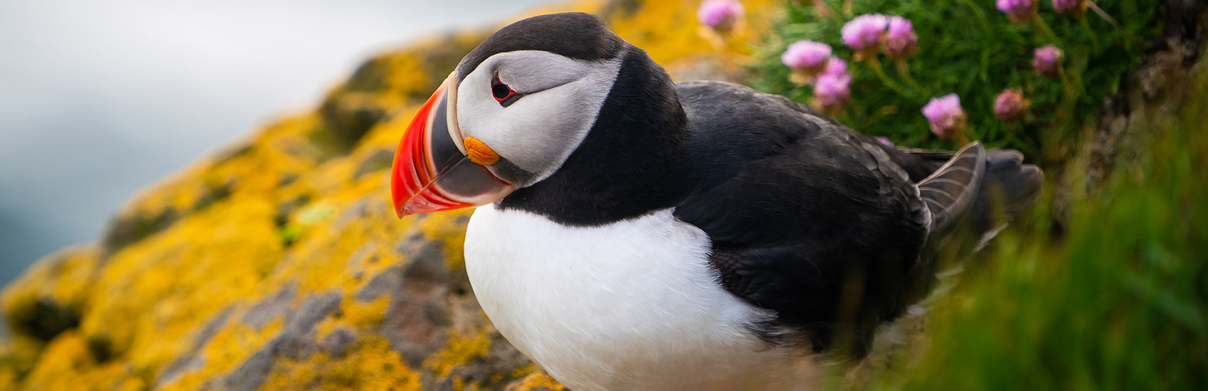 Top Wildlife to Spot on a Norwegian Cruise to Alaska 1
