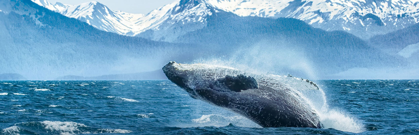 Experience Alaska in 2026 with Holland America 3