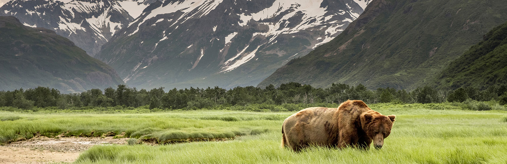 Top Wildlife to Spot on a Norwegian Cruise to Alaska 2