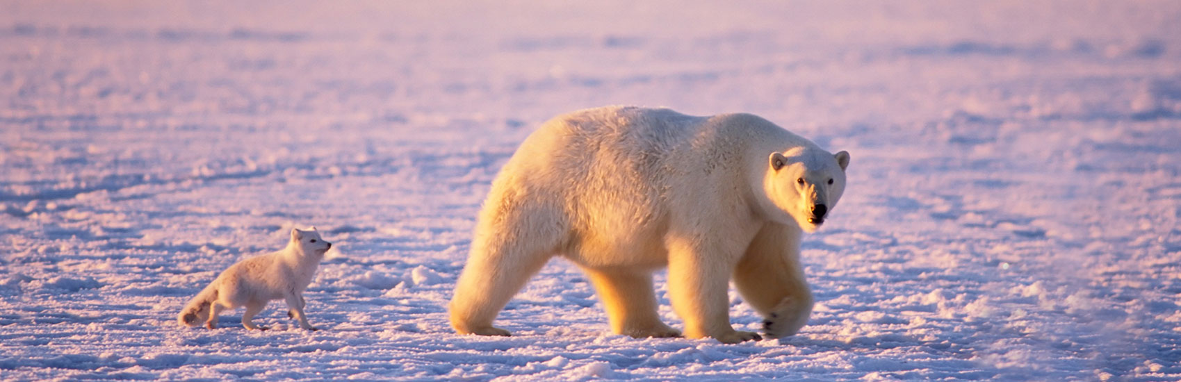 6 Amazing Arctic Animals You Can See on a Seabourn Expedition 0
