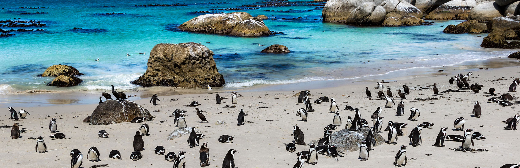 GO GUIDED: Exclusive Savings Offer to South Africa with Globus 5