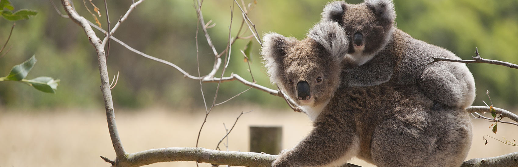 Explore Queensland: Gold Coast to Port Douglas 1