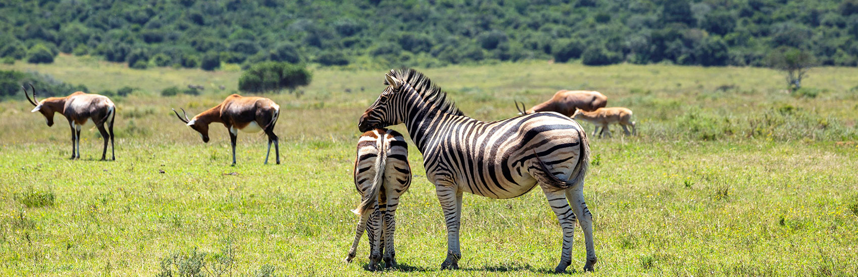 EXPLORE BY SEA: Embark on a journey of discovery with Azamara Cruises 4