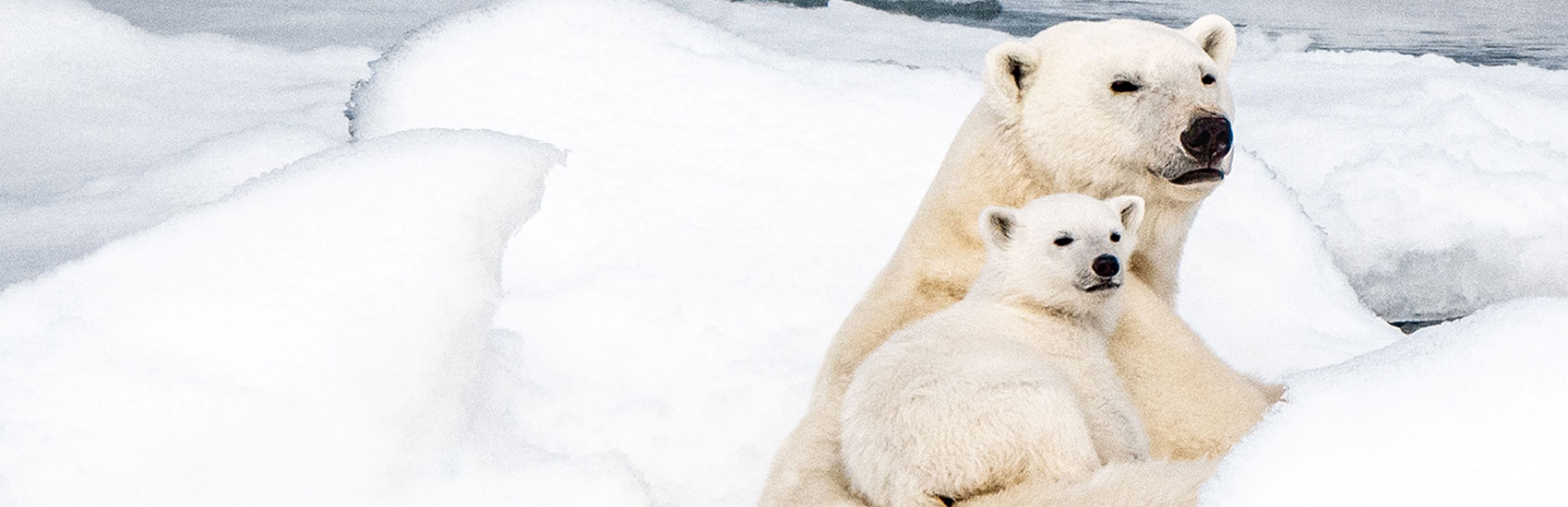 Embrace the Arctic with PONANT EXPLORATIONS