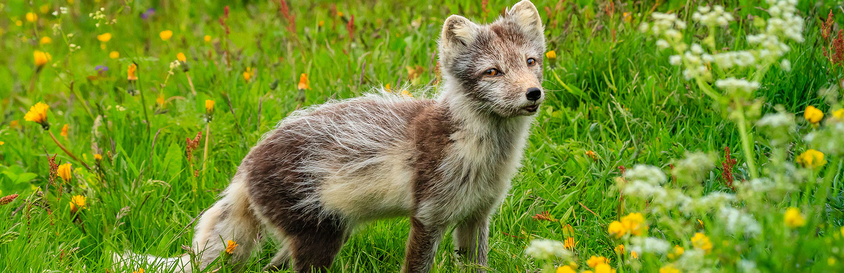 7 Immersive Activities for Young Explorers in Iceland 4