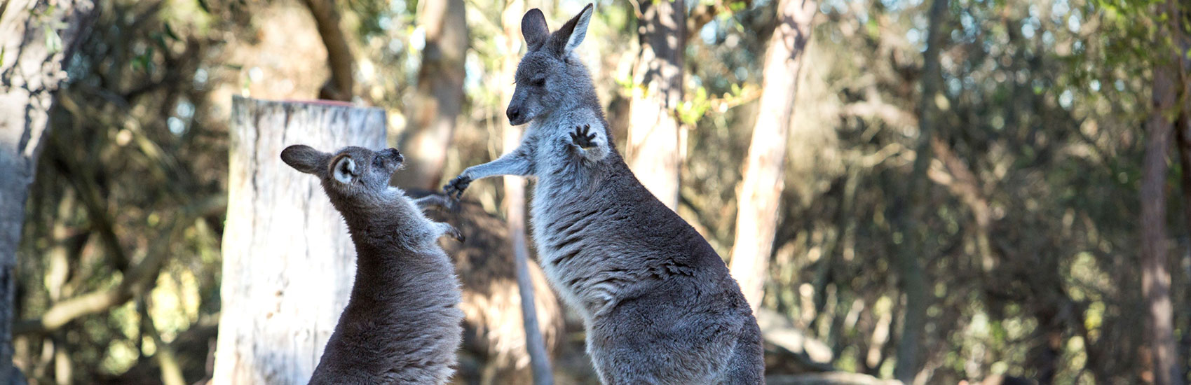 Discover Endless Adventures in New South Wales with Intrepid Travel 4