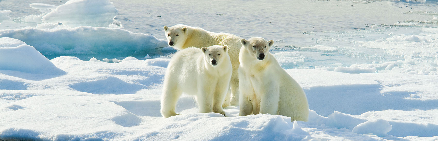 The Wild Frontier of the Arctic with<br>National Geographic-Lindblad Expeditions 1