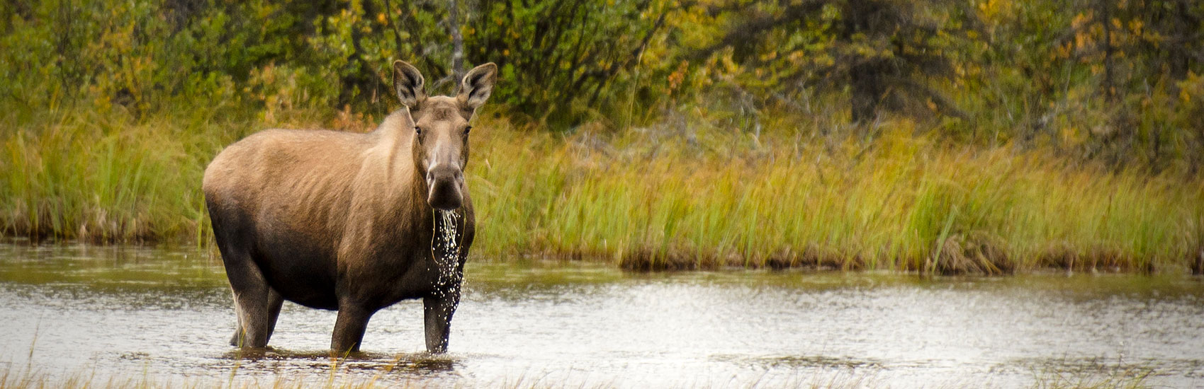Explore the heart of Alaska on a Princess® Cruisetour 5