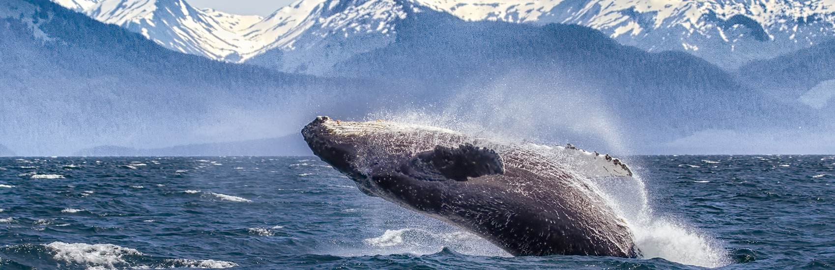 Limited Time Offer to Alaska with Holland America 3