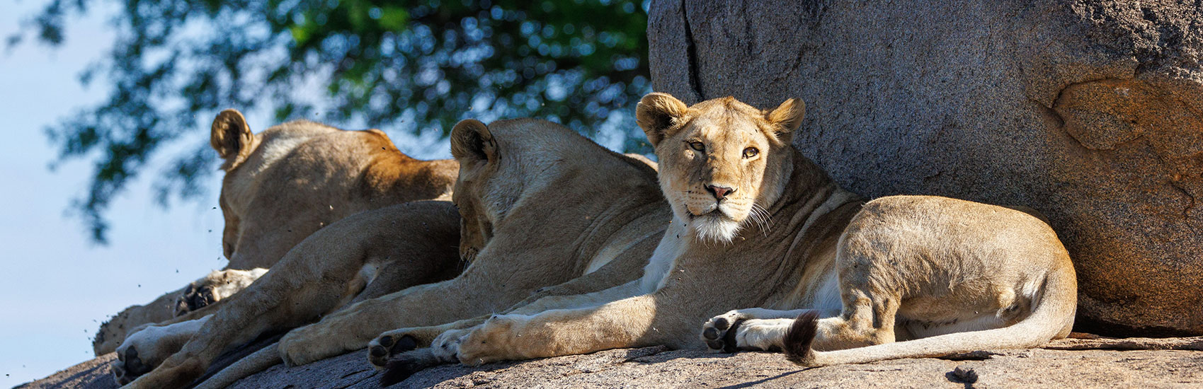 Explore Africa in Style with Abercrombie & Kent 2