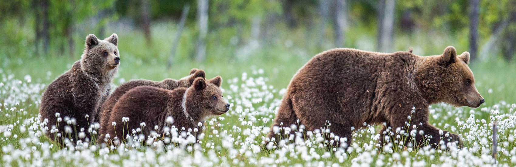 Limited Time Offer to Alaska with Holland America 1