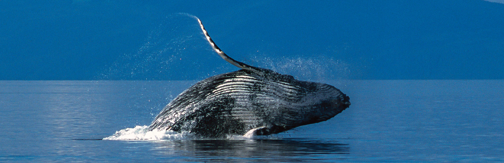 Top Wildlife to Spot on a Norwegian Cruise to Alaska 4