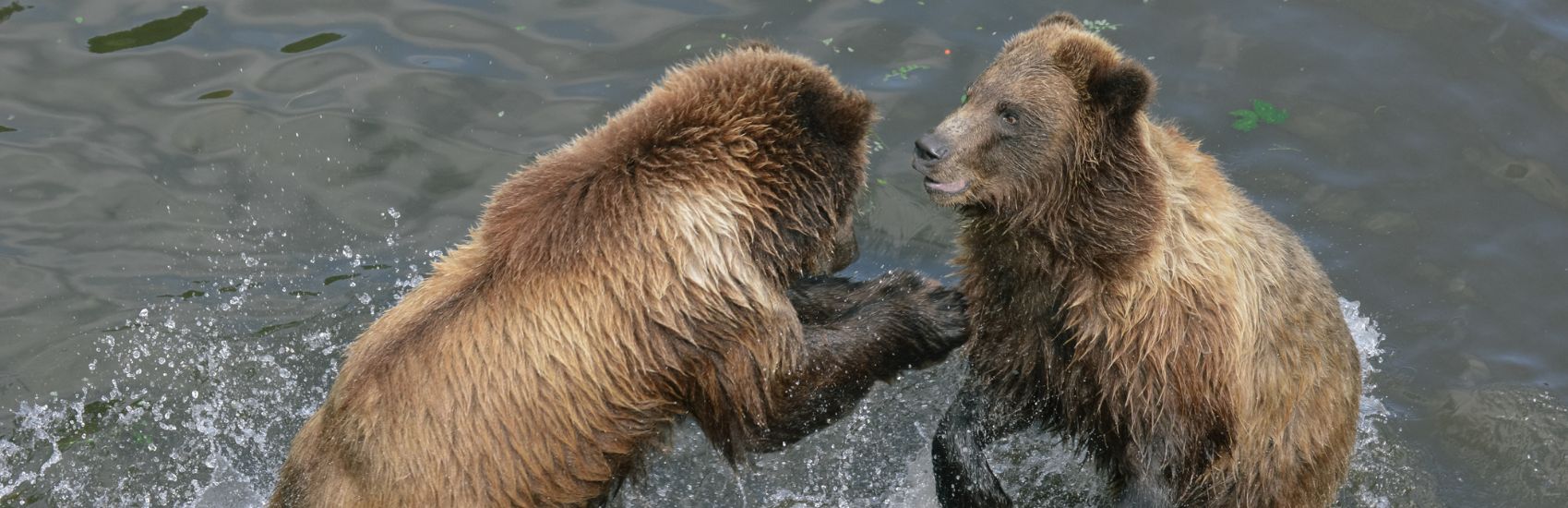 Explore the World with Azamara Cruises: Europe, Alaska, Transpacific & Japan 0