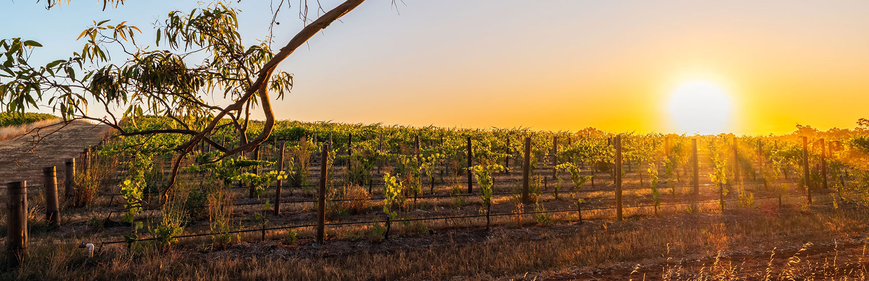 South Australia Discovery: Wine, Wildlife, and Wonders 2