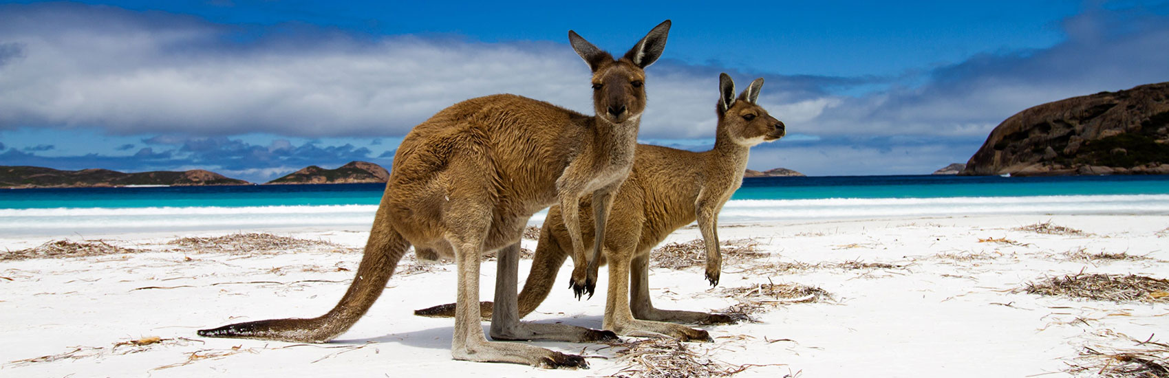 South Australia Discovery: Wine, Wildlife, and Wonders 3