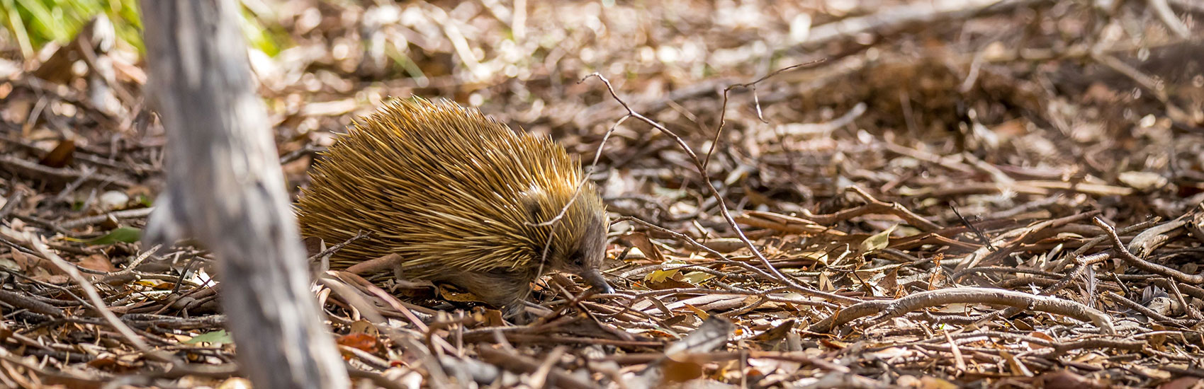 Vineyards, Wildlife, and Coastal Bliss: South & West Australia 3