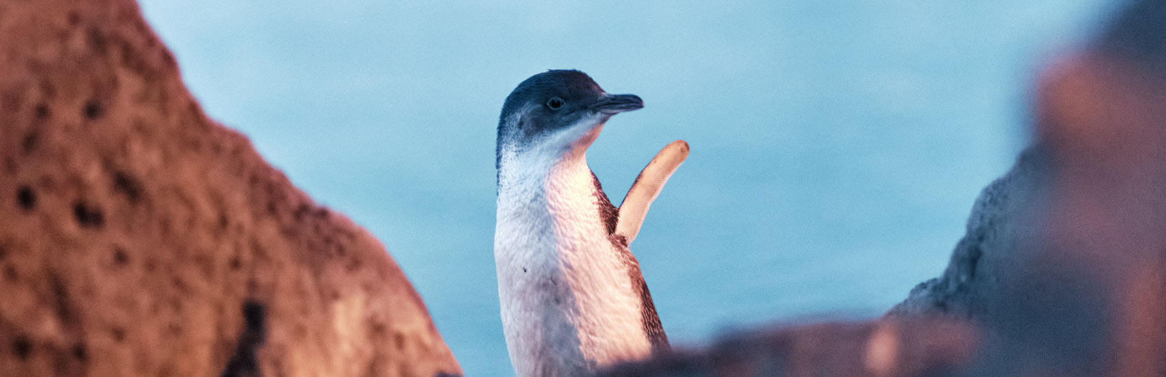 Victoria Discovery: City, Coast, and Countryside 2