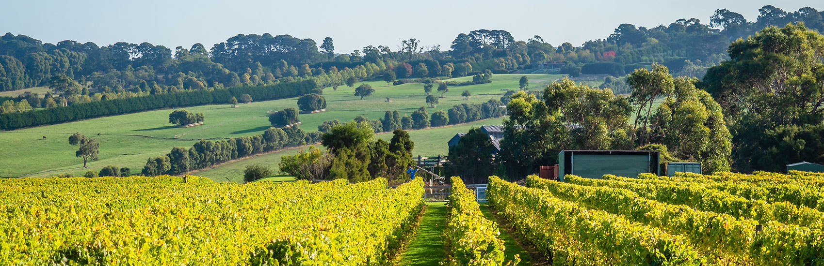 Victoria Discovery: City, Coast, and Countryside 4