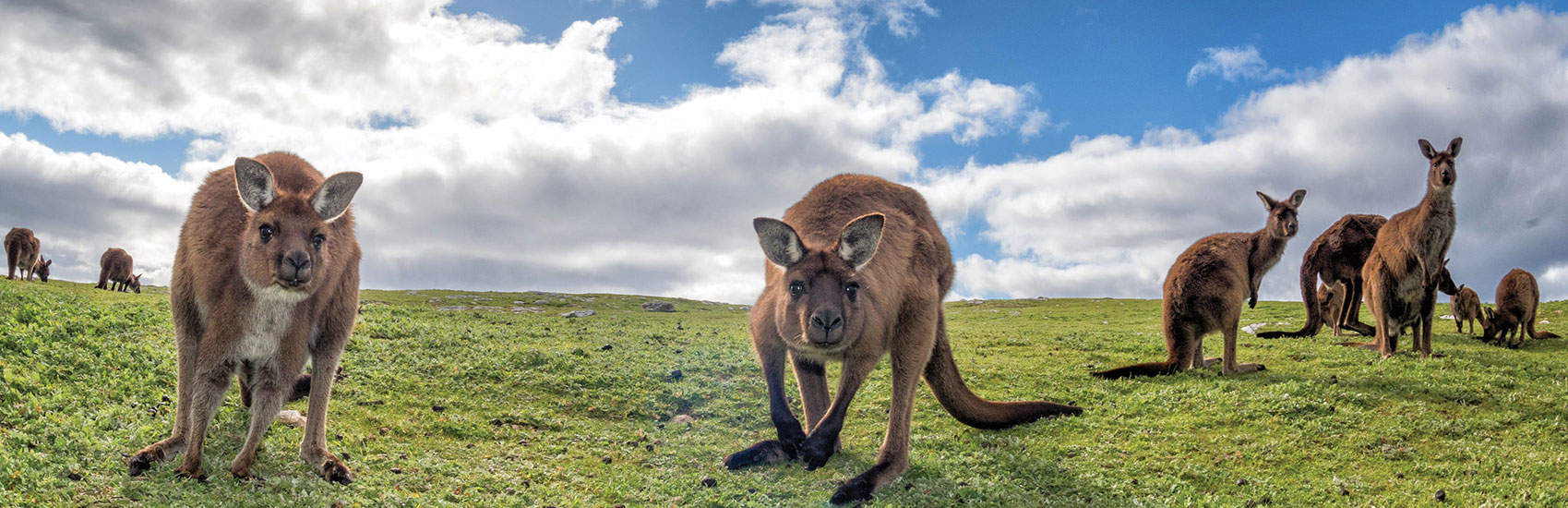 The Wonder of Down Under with Princess® Cruises 0