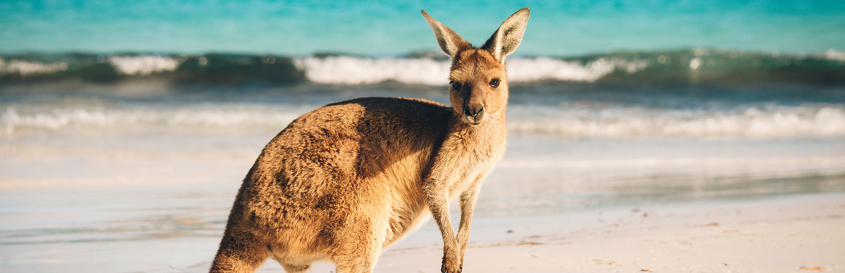 Go Guided and Explore Australia with Globus 1