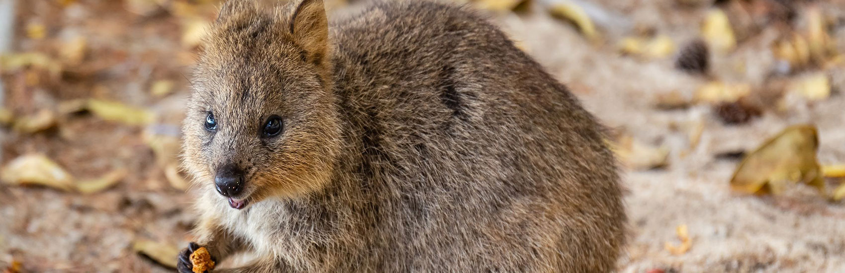 Go Guided and Explore Australia with Globus 4