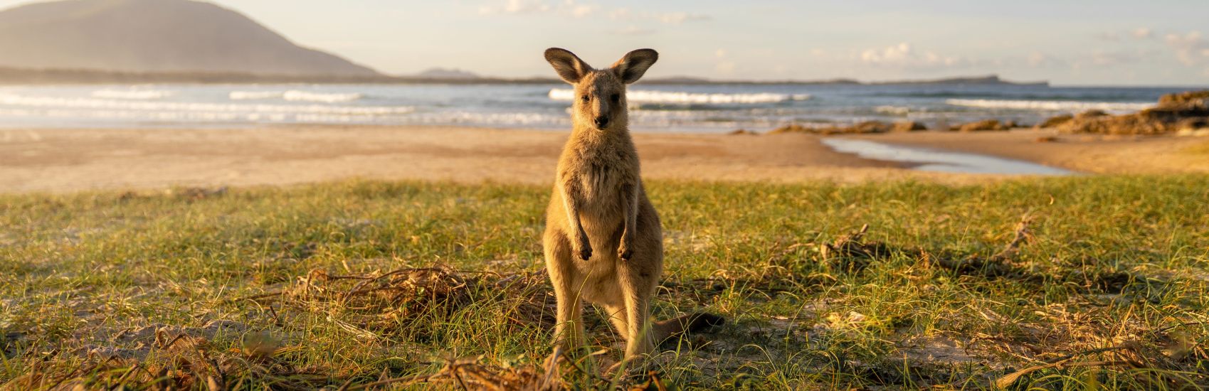 Wild at Heart: Australia’s Most Unique Wildlife Encounters