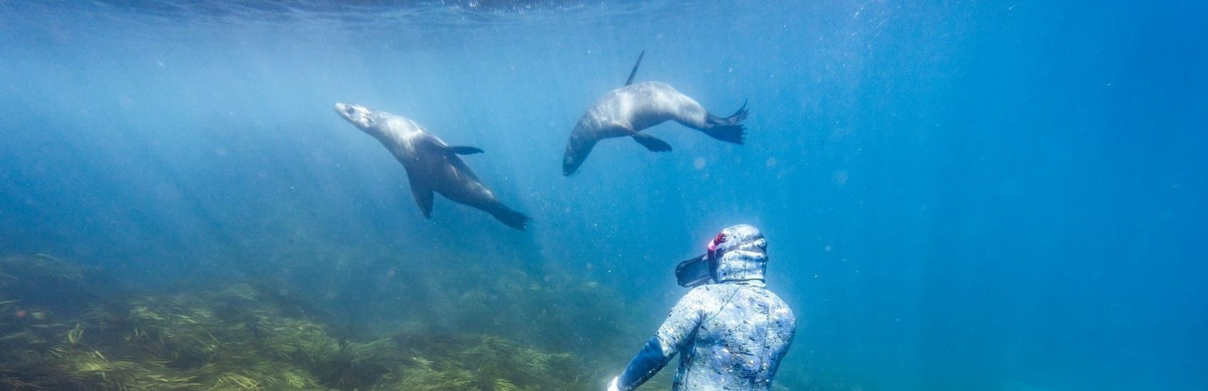 Creatures & Curiosities: New South Wales’ Wildest Encounters 1