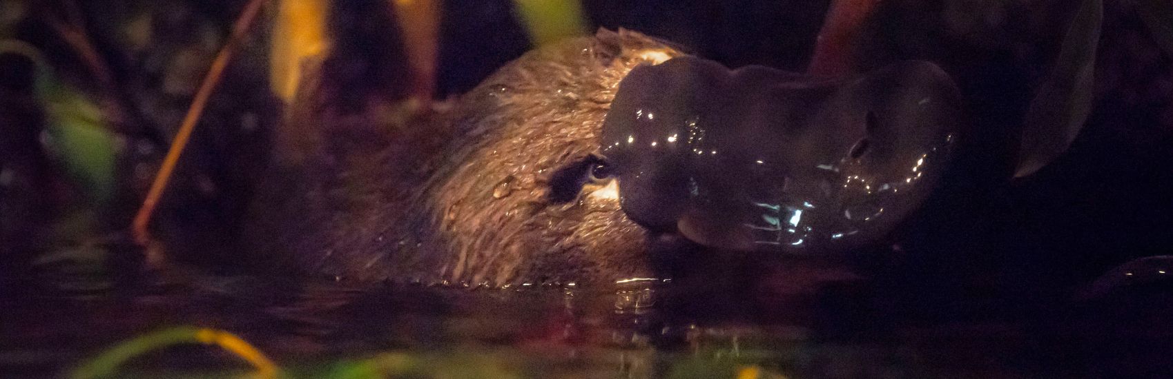 Queensland’s Most Unforgettable Wildlife Encounters 2