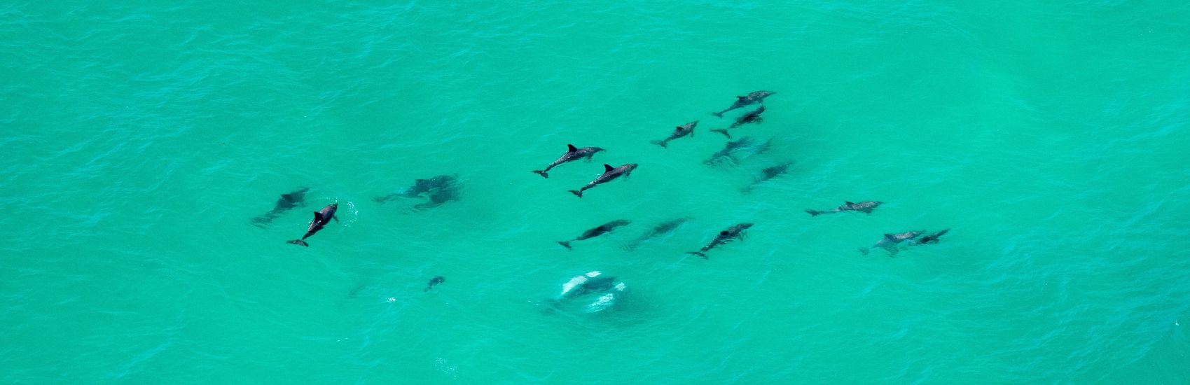 Creatures & Curiosities: New South Wales’ Wildest Encounters 3