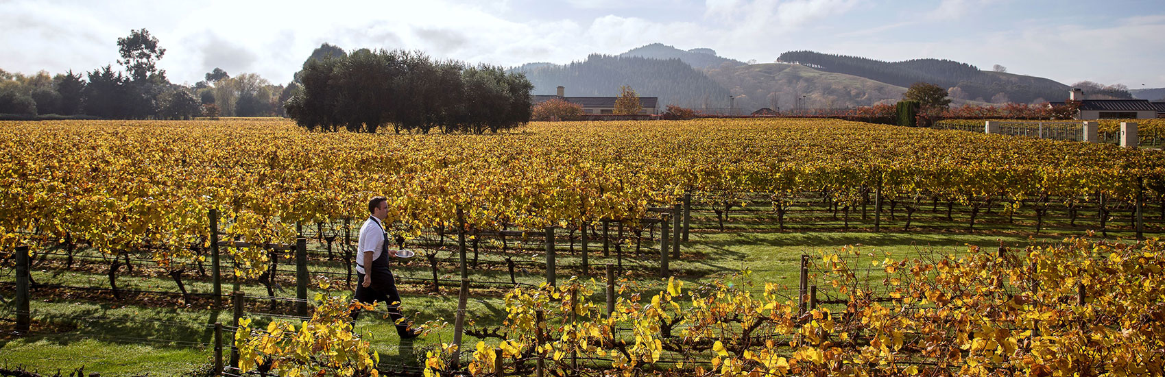 New Zealand Food & Wine Journey: Culinary Treasures from Coast to Alps 1