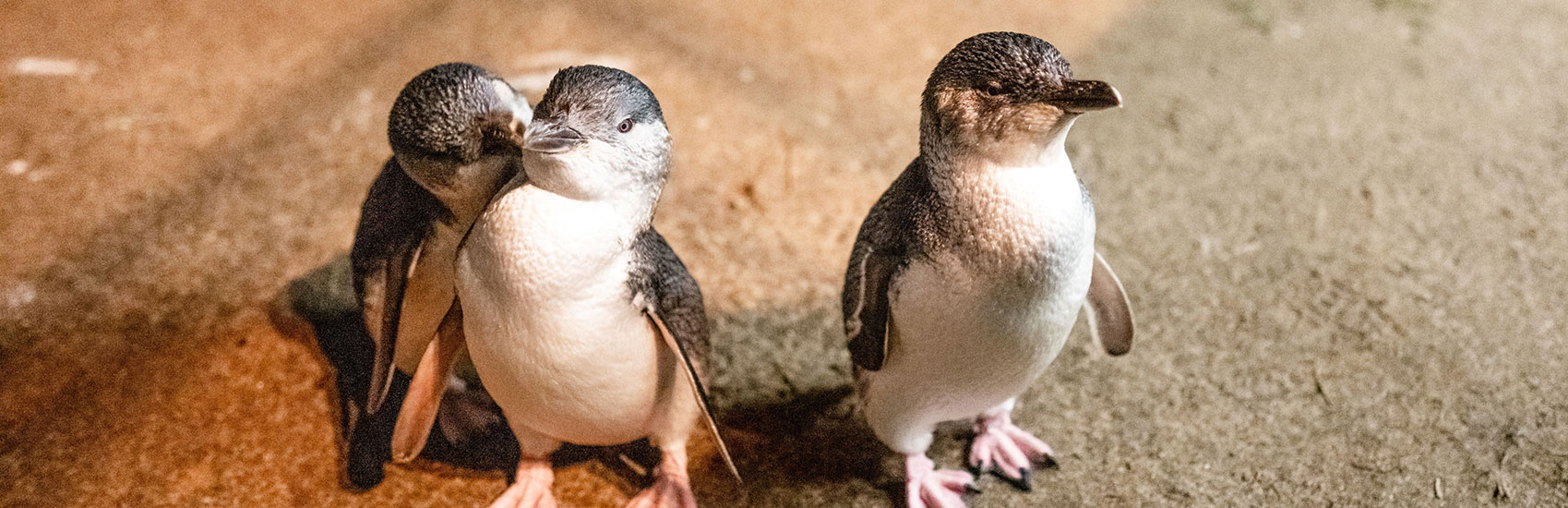 Great Ocean Road & Beyond: Melbourne to Adelaide Discovery 2