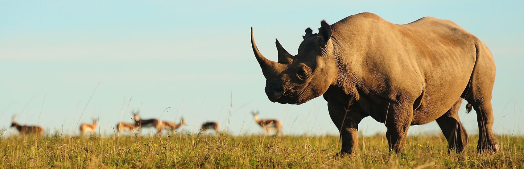 Experience the Magic of Responsible Wildlife Travel – No Roughing It Required 1
