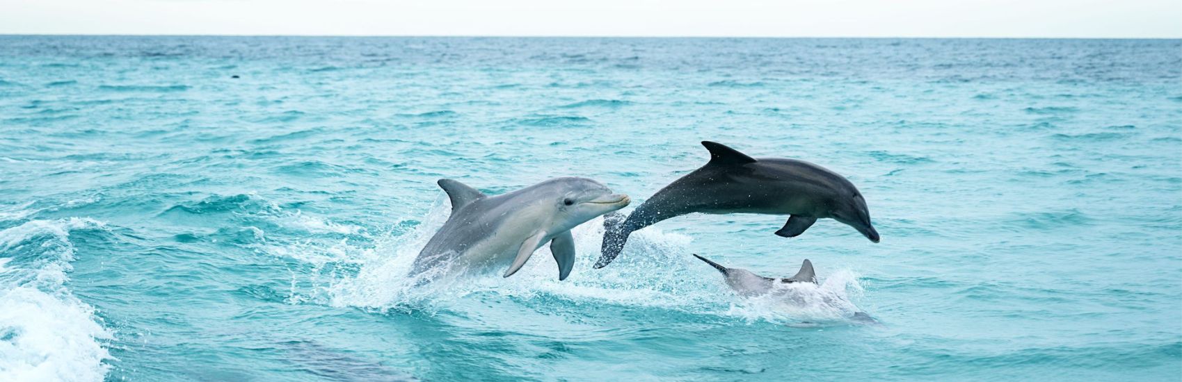 South Australia Wildlife Experiences: Where to See Sea Lions, Kangaroos & Koalas 0