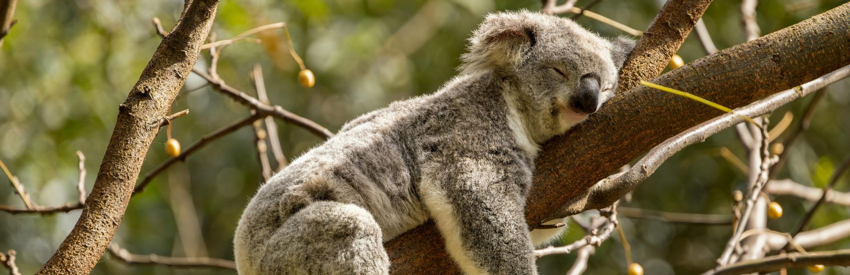 South Australia Wildlife Experiences: Where to See Sea Lions, Kangaroos & Koalas 3