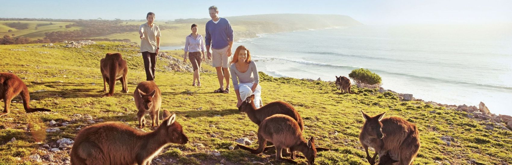 South Australia Wildlife Experiences: Where to See Sea Lions, Kangaroos & Koalas 2