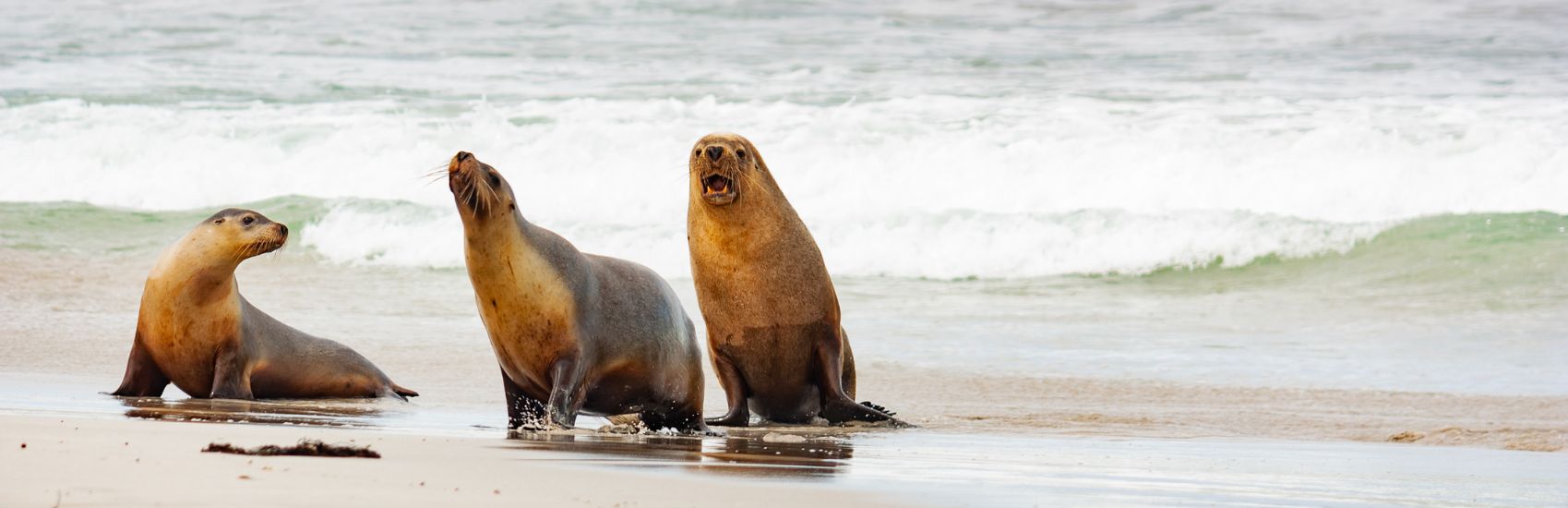 South Australia Wildlife Experiences: Where to See Sea Lions, Kangaroos & Koalas 1