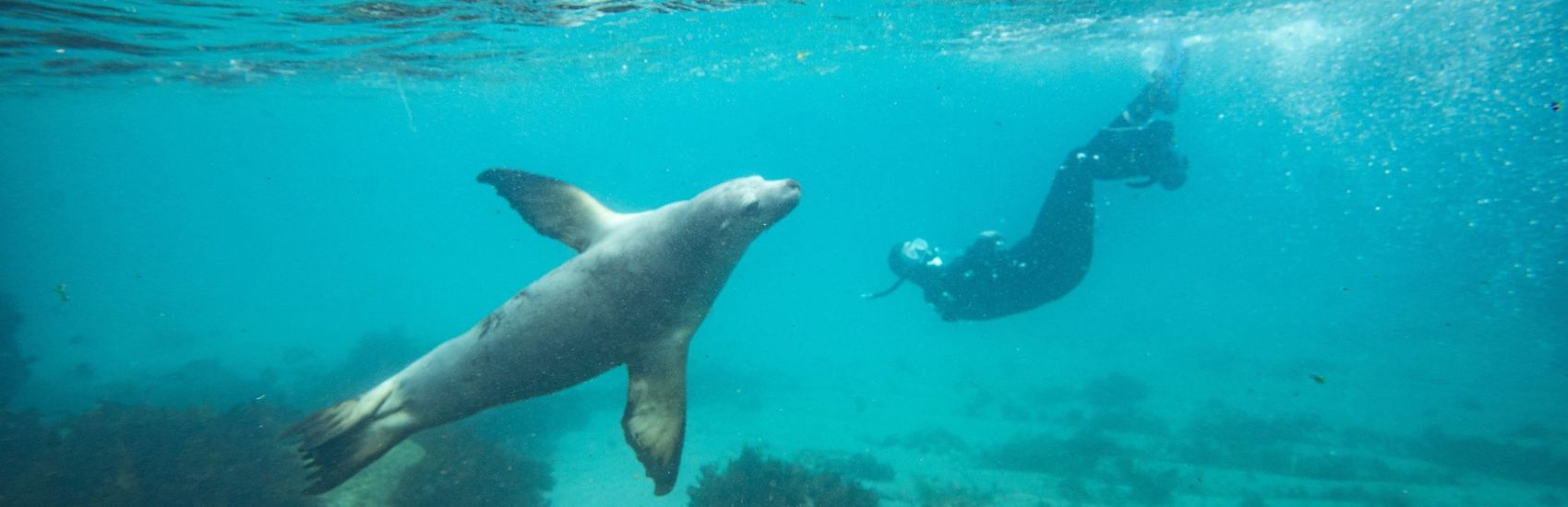 South Australia Wildlife Experiences: Where to See Sea Lions, Kangaroos & Koalas 4