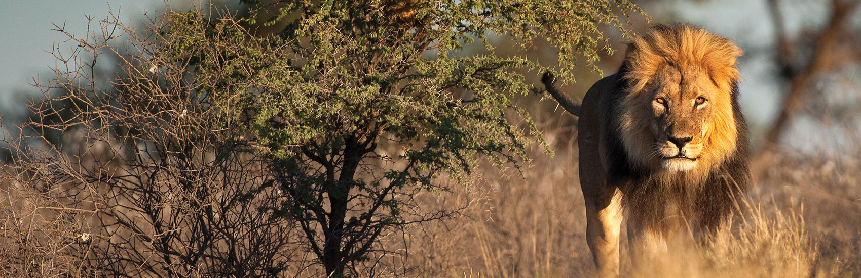 Natural Habitat Adventures: What Are Africa’s Wildlife “Big Five” and Where Can I See Them? 0