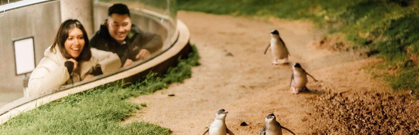 Where the Wild Things Wander: Wildlife Encounters in Victoria