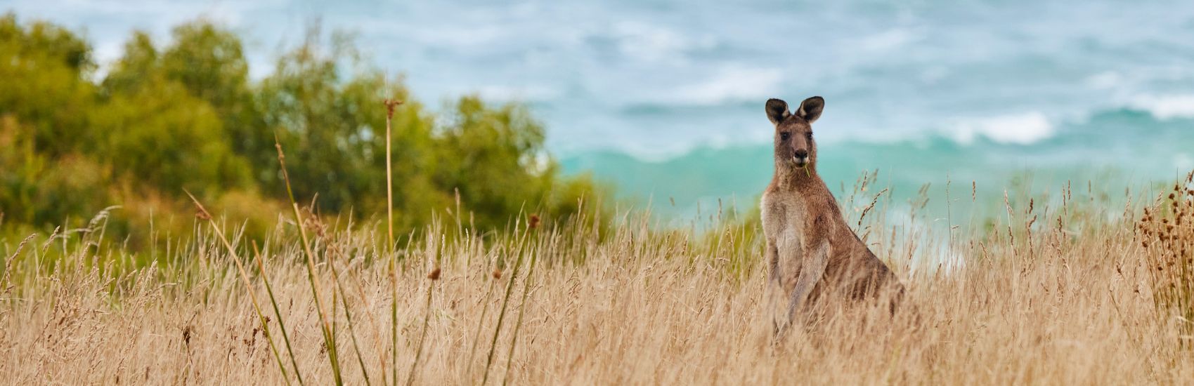 Where the Wild Things Wander: Wildlife Encounters in Victoria 1