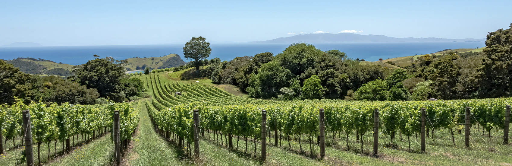 Aotearoa New Zealand: A Journey Through Food, Culture, and Connection