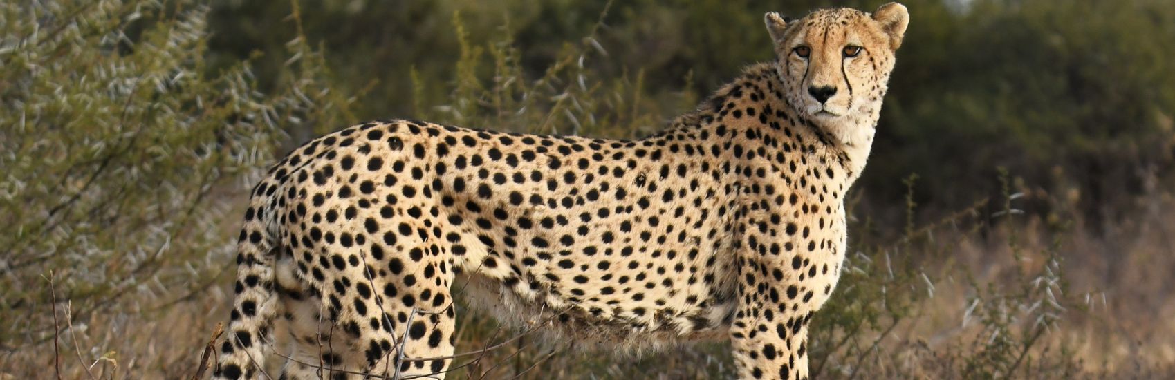Natural Habitat Adventures: What Are Africa’s Wildlife “Big Five” and Where Can I See Them? 2